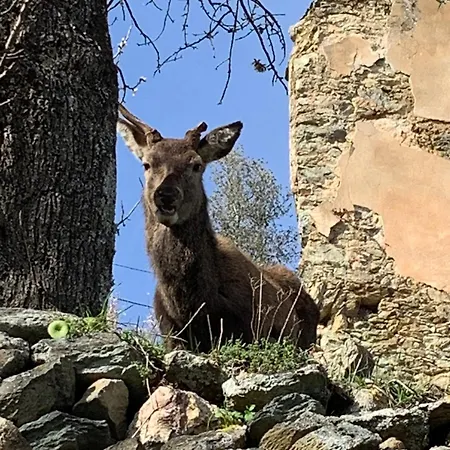 La Corse Authentique Et Rurale Castifao