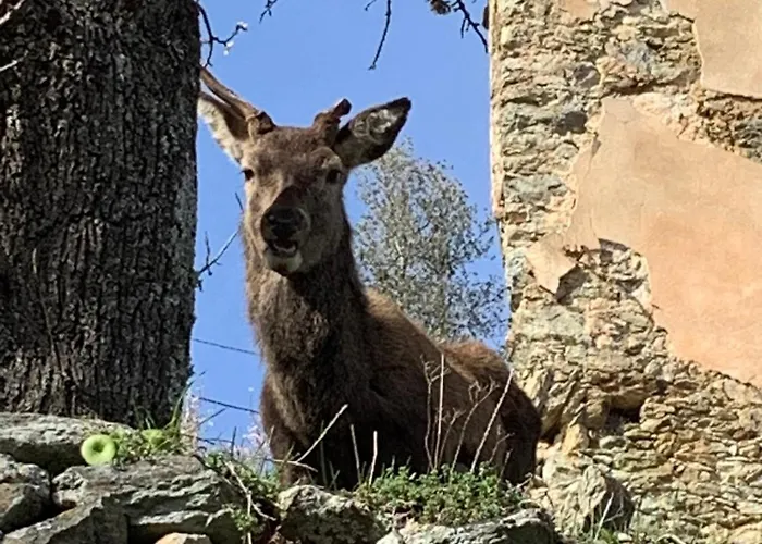 La Corse Authentique Et Rurale Castifao